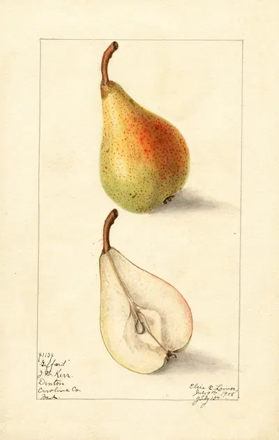 Pyrus communis: Giffard by Elsie E. Lower, 1908 — digital art print download