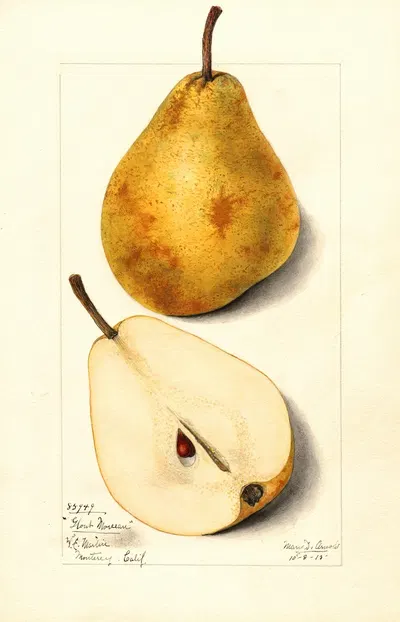 Pyrus communis: Glout Morceau by Mary Daisy Arnold, 1915 — digital art print download
