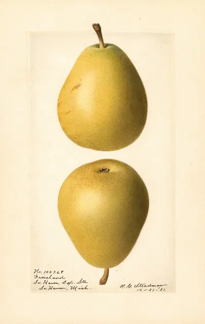 Pyrus communis: Groveland by Royal Charles Steadman, 1921 — digital art print download