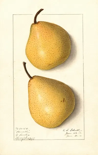 Pyrus communis: Howell by Ellen Isham Schutt, 1911 — digital art print download