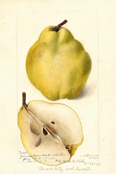 Pyrus communis: Johnsons Nameless Winter by Deborah Griscom Passmore, 1898 — digital art print download