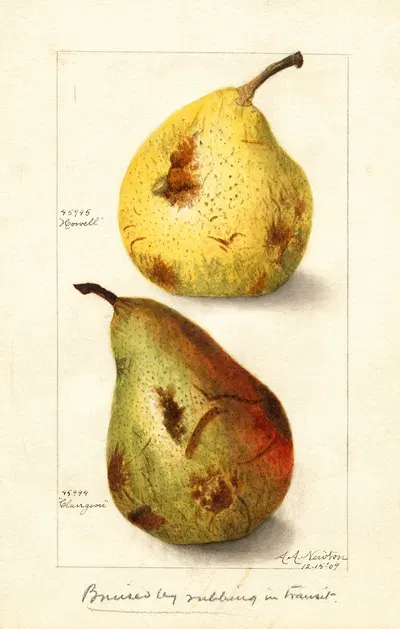 Pyrus communis by Amanda Almira Newton, 1909 — digital art print download
