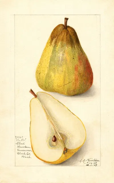 Pyrus communis: Souvenir du Congress by Amanda Almira Newton, 1909 — digital art print download