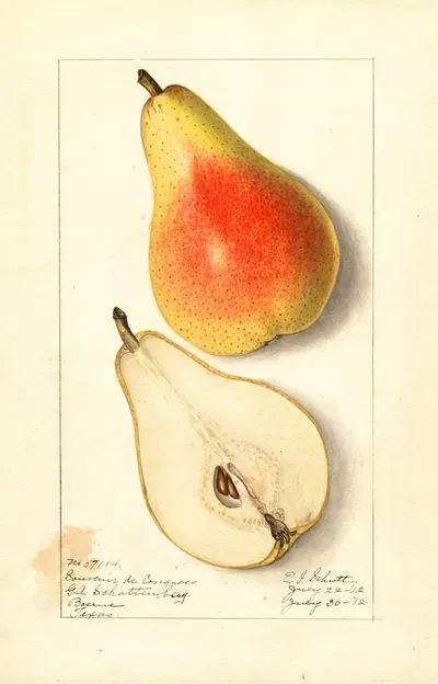 Pyrus communis: Souvenir du Congress by Ellen Isham Schutt, 1912 — digital art print download