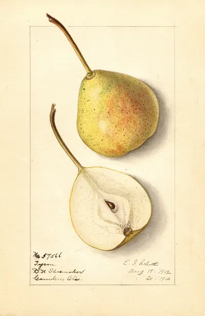Pyrus communis: Tyson by Ellen Isham Schutt, 1912 — digital art print download