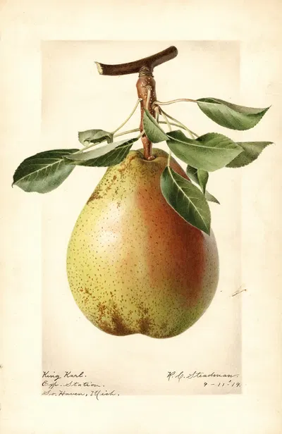 Pyrus communis: King Karl by Royal Charles Steadman, 1919 — digital art print download