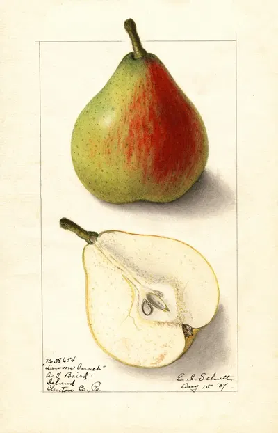 Pyrus communis: Lawson Comet by Ellen Isham Schutt, 1907 — digital art print download