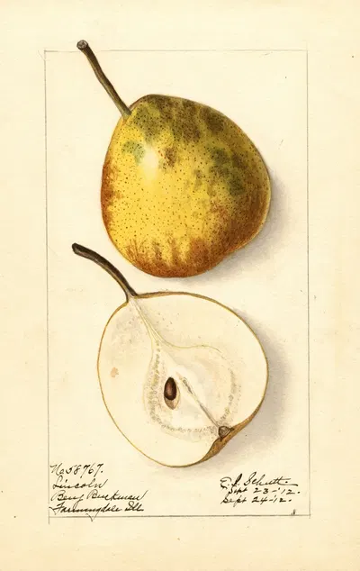Pyrus communis: Lincoln by Ellen Isham Schutt, 1912 — digital art print download