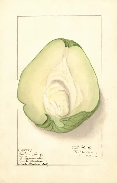 Sechium edule by Ellen Isham Schutt, 1910 — digital art print download