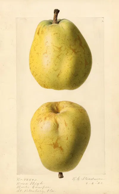 Pyrus communis: Nuns Thigh by Royal Charles Steadman, 1920 — digital art print download