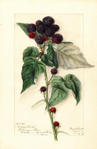 Rubus: Black Pearl by Mary Daisy Arnold, 1911 — digital art print download