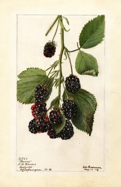 Rubus: Blowers by Deborah Griscom Passmore, 1904 — digital art print download
