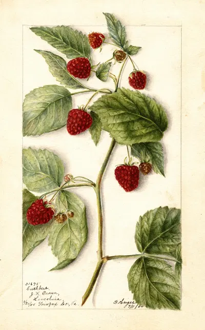 Rubus: Cuthbert by Bertha Heiges, 1904 — digital art print download