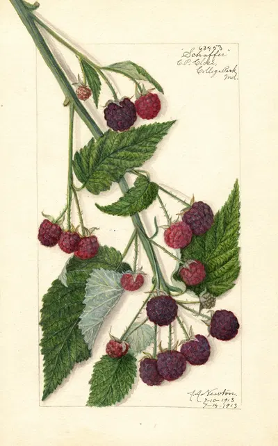 Rubus: Schaffer by Amanda Almira Newton, 1913 — digital art print download