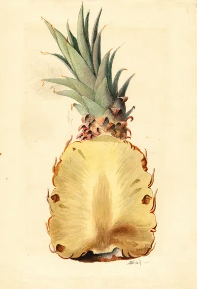 Ananas comosus: Pineapple by James Marion Shull, 1919 — digital art print download