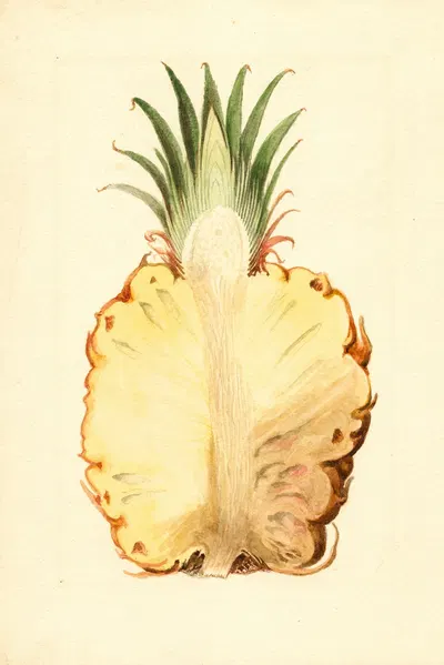 Ananas comosus: Pineapple by James Marion Shull, 1919 — digital art print download