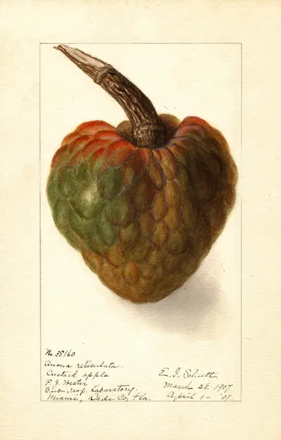 Annona reticulata by Ellen Isham Schutt, 1907 — digital art print download