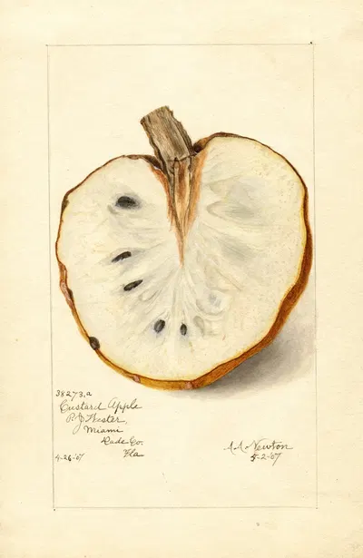 Annona reticulata by Amanda Almira Newton, 1907 — digital art print download