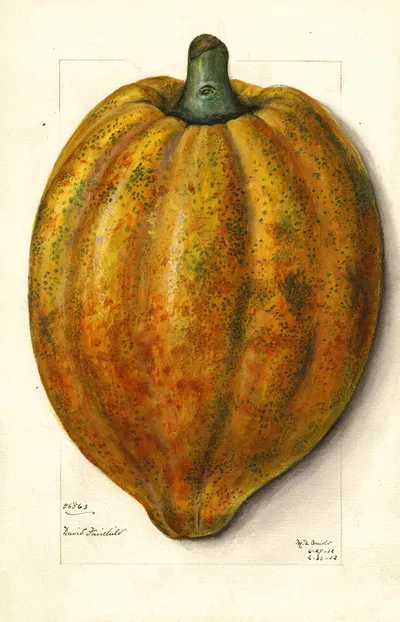 Carica papaya by Mary Daisy Arnold, 1912 — digital art print download