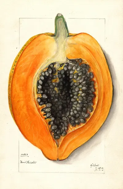 Carica papaya by Mary Daisy Arnold, 1912 — digital art print download