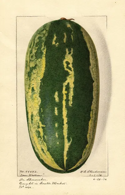 Citrullus lanatus: Tom Watson by Royal Charles Steadman, 1916 — digital art print download