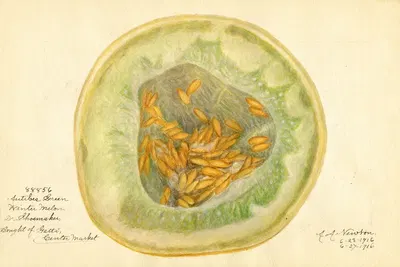 Cucumis melo: Antibes Green by Amanda Almira Newton, 1916 — digital art print download