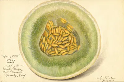 Cucumis melo: Honey Dew by Amanda Almira Newton, 1916 — digital art print download