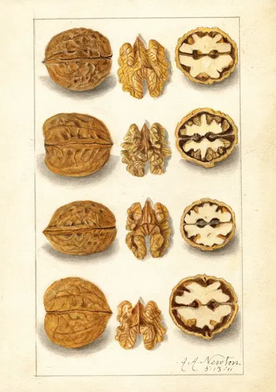 Juglans by Amanda Almira Newton, 1911 — digital art print download