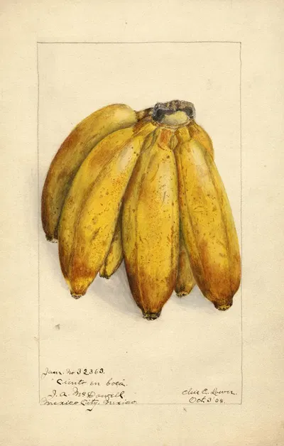 Musa: Ciento en Boca by Elsie E. Lower, 1904 — digital art print download