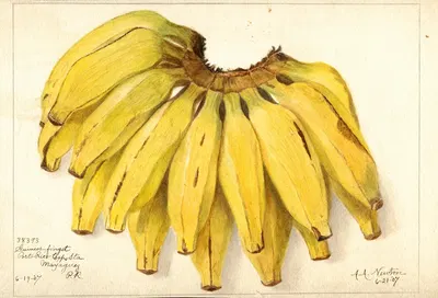 Musa: Guincos Finget by Amanda Almira Newton, 1907 — digital art print download