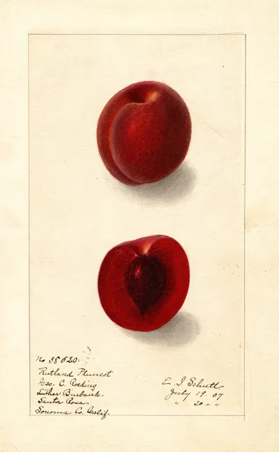 Prunus domestica: Rutland Plumcot by Ellen Isham Schutt, 1907 — digital art print download