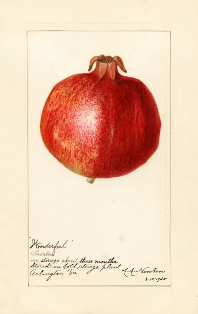 Punica granatum: Wonderful by Amanda Almira Newton, 1920 — digital art print download