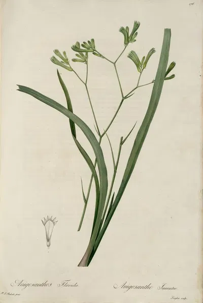 Anigozanthos flavidus by Pierre-Joseph Redouté — digital art print download