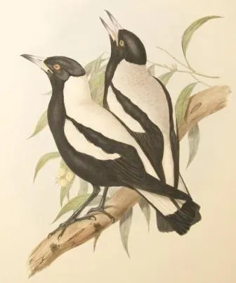 Australian Magpie by John Gould — digital art print download