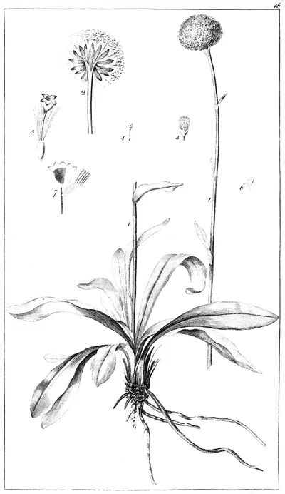 Craspedia glauca by Pierre-Joseph Redouté — digital art print download