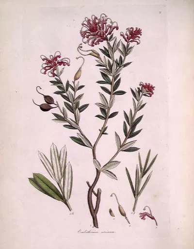 Embothrium sericeum (Grevillea sericea) by James Sowerby — digital art print download