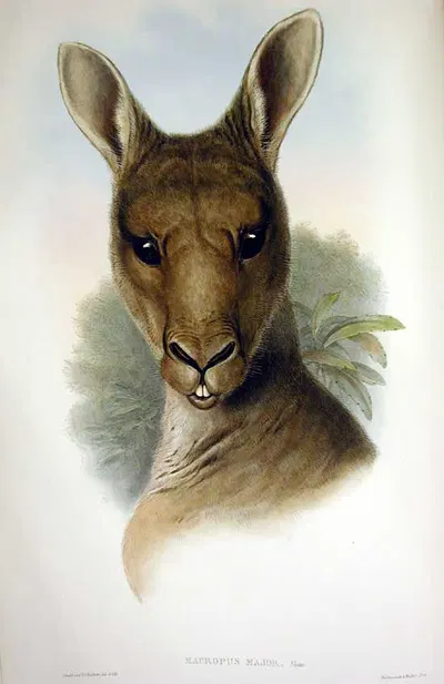 Macropus giganteus by John Gould — digital art print download