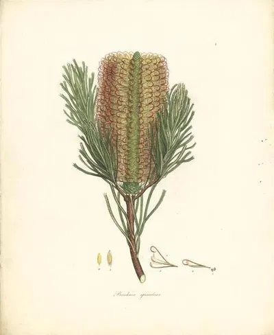 Banksia spinulosa by James Sowerby — digital art print download