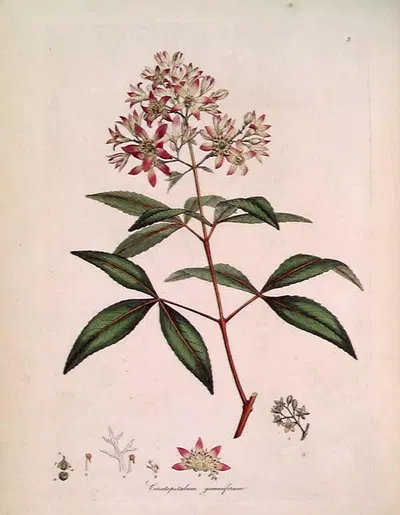 Ceratopetalum gummiferum by James Sowerby — digital art print download