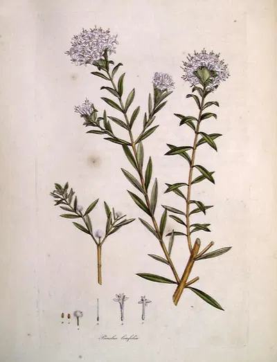 Pimelea linifolia by James Sowerby — digital art print download