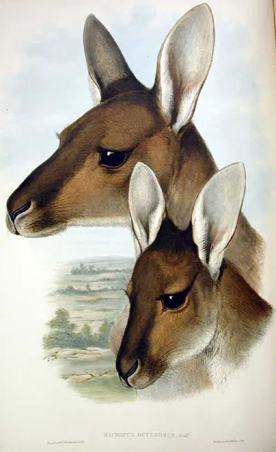 Macropus fuliginosus by John Gould — digital art print download