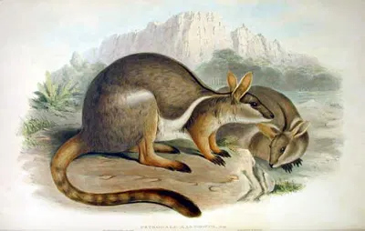 Petrogale xanthopus by John Gould — digital art print download