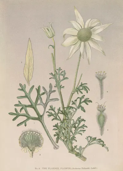 Actinotus helianthi by Edward Minchen — digital art print download