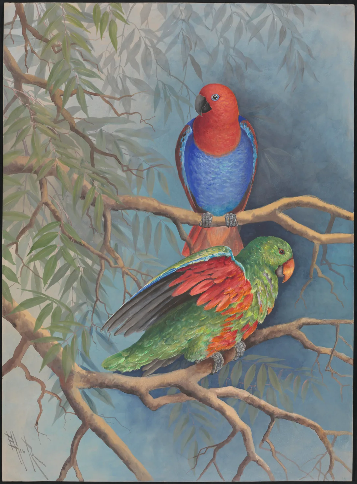 Eclectus parrot by Мариан Эллис Роуэн — digital art print download