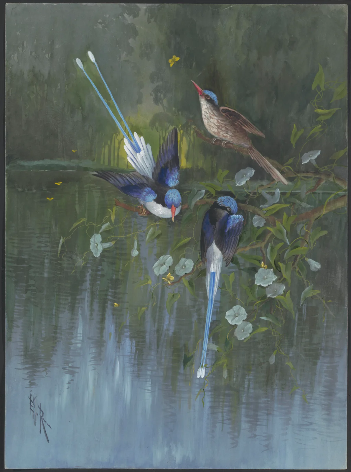 Racket-tail kingfisher by Мариан Эллис Роуэн — digital art print download