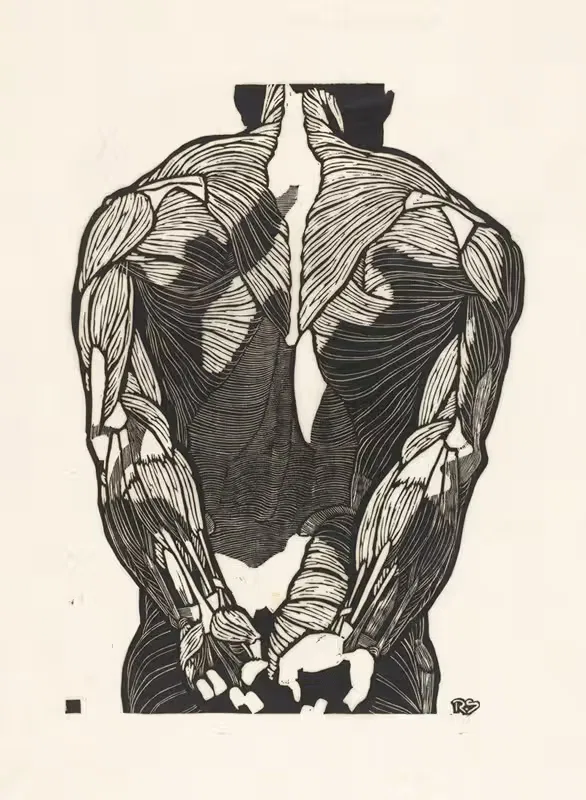 Anatomische studie van de rugspieren van een man — Reijer Stolk