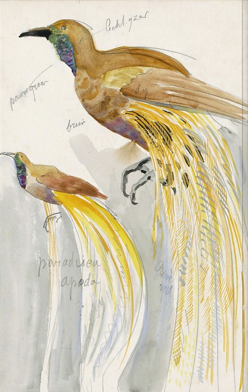 Grote paradijsvogel by Карел Адольф Лион Каше, 1928 — digital art print download
