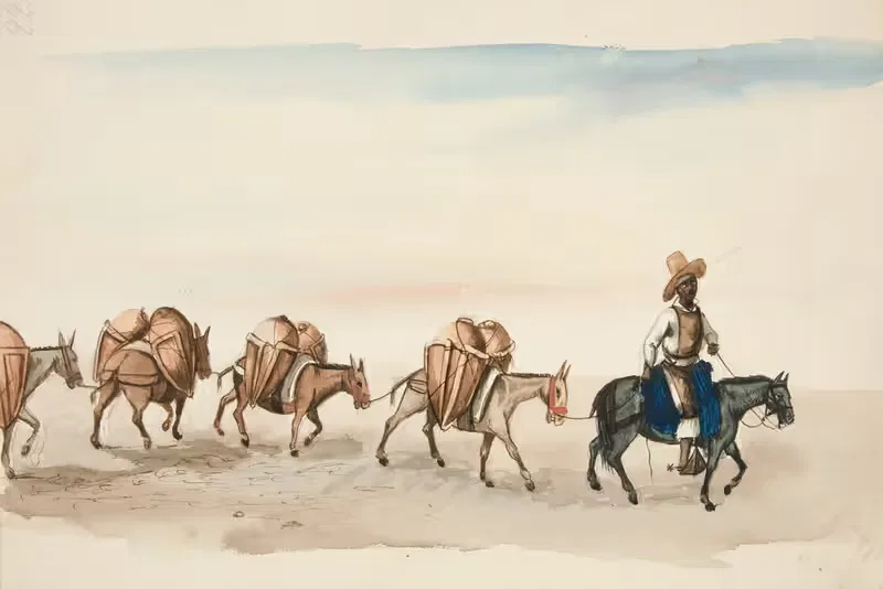 Team of Mules Led by Indian — Francisco Fierro