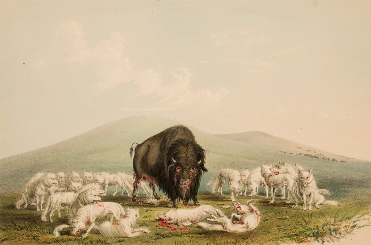 Buffalo Hunt, White Wolves Attacking A Buffalo Bull by Джордж Кэтлин, 1844 — digital art print download
