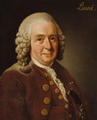Карл фон Линней, 1707-1778, ботаник, профессор by Александр Рослин, 1775 — digital art print download